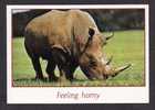 ANIMALS - FEELING HORMY - RHINOCEROS -                    ASTRAL GRAPHICS  MIAMI FLORIDA - Rhinoceros