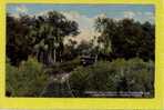 Trolly In The Jungle, St. Petrsburg, Florida. 1910-20s - Tampa