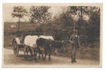 TYPES BASQUES VIEUX BASQUE ET SON ATTELAGE (deux Bœufs). Sépia, Labouche Frères. - Aquitaine