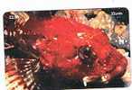 ISLE OF MAN - MANX TELECOM CHIP -MARINE LIFE: SCORPION FISH (TAURULUS BUBALIS) - (USED) CODE IOM36 - RIF. 7778 - Poissons