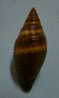 N°2289  //  MITRA ( Nebularia )  AURANTIA  " Nelle-CALEDONIE " //  F+++  :  GROSSE : 38mm  //  PEU COURANTE  . - Seashells & Snail-shells