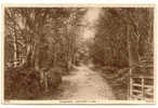 UK679 : HASLEMERE : Tennyson's Lane - Surrey