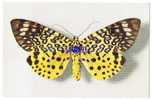 Papillon - Moorea Argus -Assam---Collection Boubée-N°3 -Comité National De L´Enfance-Draeger-Réf:4617 - Butterflies