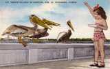 Feeding Pelicans - 1940´s Original Tichnor Linen #973 - Mint Impeccable - Tampa