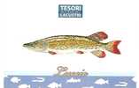 Pesce Luccio - Fish & Shellfish