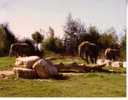 1 X World Aninmal Postcard - 1 Carte Postale D´animal Du Monde - African Elephant - Elefanten