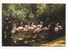 DOUE LA FONTAINE -  Parc Zoologique -  FLAMANTS  ROSES - - Doue La Fontaine