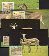 Kropfgazelle WWF-Set147 Bharain 511/4 4x MC 18€ Gazelle 1993 Naturschutz Dokumentation Wild Fauna Gazella Cards Wildlife - Tarjetas – Máxima