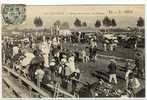 Carte Postale Ancienne Cavaillon - Champ De Courses. La Pelouse - Chevaux, Hippisme, Hippodrome - Cavaillon