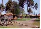 SABRES  -  N° 10 2182   -   Domaine De  "PEYRICAT "  Village De Vacances - Sabres