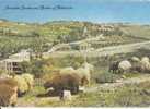 Palestine - Jerusalem, Basilica And Gardens Of Gethsemane - Palestine