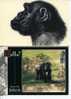 (0324) - 2 Goriall Apes Postcard - Carte De Singe Gorille - Affen