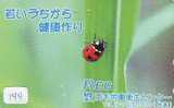 Ladybird Coccinelle Lieveheersbeestje Insect (144) - Ladybugs