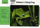 Frogs / Wallace`s Flying Frog / Special Cards (postcards) With Printed Explanation From The Back Side (exponats) - Ranas