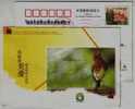 Alone Eurasian Siskin,China 2006 Zhejiang Help Schooing Advertising Postal Stationery Card - Cuckoos & Turacos