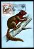 Mozambique Carte Maximum With Rodents Squirrel 1983. - Rongeurs