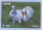 RABBIT ( Japan ) Lapin Kaninchen Conejo Coniglio Konijn Bunny Coney Cony Rabbits Animal Animaux Animals Tier Animali - Conigli