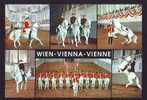 Zd5951 Animaux Animals Horse Hippisme In Wien Austria 1976 Used Perfect Shape - Paardensport