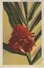 Torch Ginger Flower Hawaii On 1940s Vintage Curteich Linen Postcard - Autres & Non Classés