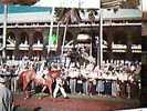 IPPICA  CAVALLO HORSE  E FANTINO  RACE COURSE  FLORIDA HOLLYWOOD VB1974  CQ12582 - Paardensport