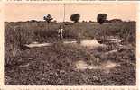 CONGO BELGE - En Pirogue Dans Les Lotus De La Kafwira - Kinshasa - Leopoldville