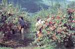 Australia 1978 Pre-Stamped Postcards Series II 20c Apples, Tasmania - See 2nd Scan - Postwaardestukken