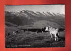 M1286 Toggenburg Frosalp Mit Churfirsten, Kuhe, Vaches.Cachet Wildhaus 1945.Behringer & Pampaluchi.Visa Censure 1939 - Wil