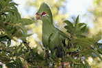 Turaco   Bird    , Postal Stationery -Articles Postaux  (A68-79) - Cuculi, Turaco