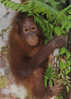 Un Enfant Ourang-Outan A Borneo  . Sabah.   Format 175 X 125 Mm   C P  Neuve Non Circulee - Malasia