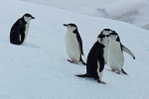 A63-51   @    Antarctica Polar Bird Penguins       , ( Postal Stationery , Articles Postaux ) - Pinguïns & Vetganzen