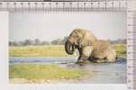 ELEPHANT    Traversant La Rivière De L'Okavango, Botswana  -      Carte Double - Olifanten