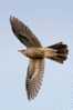 Cuckoo Bird        , Postal Stationery -Articles Postaux  (A42-51) - Cuckoos & Turacos