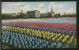 PAYS BAS LISSE / Hyacinthenvelden / CARTE COULEUR - Lisse