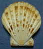 N°3374 //  COMPTOPALLIUM  RADULA  " Nelle-CALEDONIE " // F+++ : 74,1mm //  PEU COURANT . - Coquillages