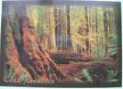 USA Postcard Unused - Coast Redwoods Forest - Lettres & Documents