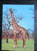 Carte Postale  : Girafe - Giraffen