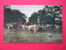 Jersey Cows On Bates Farm Near Marion Al  Circa 1907 - Altri & Non Classificati