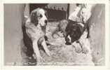 Timberline Lodge, Government Camp Oregon, St. Bernard Dogs On C1940s/50s Vintage Real Photo Postcard - Andere & Zonder Classificatie