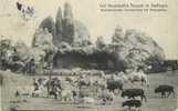 CPA  ALLEMAGNE  1913 Carl Hagenbeck´s Tierpark In Stellingen Parc Animalier Animaux Dromadaire Chameau N° 149 - Stellingen