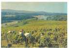 58 // POUILLY SUR LOIRE, Les Vendanges, CPM édit Nivernaises, - Pouilly Sur Loire