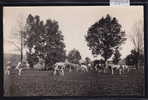 Le Locle ; Paysage Des Montperreux ; Vaches (2601) - Le Locle