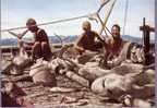 Expédition Kon-Tiki 1947 - A Day's Catch (requins) - Missie