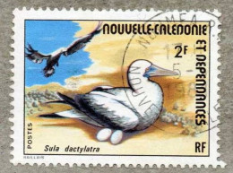 NOUVELLE-CALEDONIE : FOU Masqué : Sula Dactylatra - Famille Des Sulidae - Usados