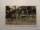 Carl Hagenbeck´s Tierpark. (14 - 7 - 1955) - Stellingen