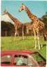 Zoo Safari Pombia Novara Africa Giraffe Con Auto - Giraffen