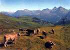 AROSA  Am Weg Zum Hirnli Mit Weissfluh Medergerfluh Und Furkahorner, Troupeau De Vaches - Arosa