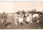 Theme  Sport CHEVAUX   POLO  1937 - Horse Show