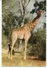 CPM GIRAFE Dans La Savane Parc National - Girafes