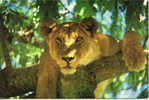 TANZANIA-TREE CLIMBING LIONESS MANYARA NATIONAL PARK TANZANIA-VG - Tanzania