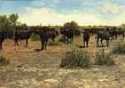 La Camargue  -  Manades De Taureaux - Taureaux